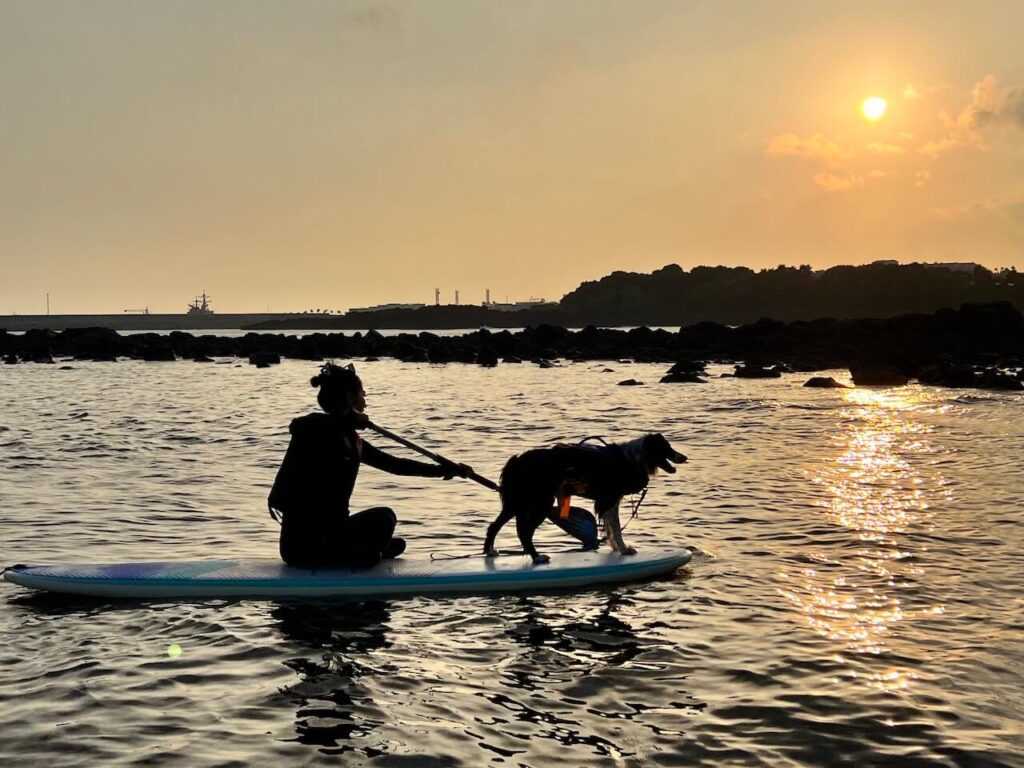 Border Collie stand up paddle in Jeju Island, South Korea.