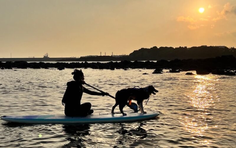 Jeju Island 5-Day Itinerary With a Dog: Beaches, Cafés, and Coastal Stops