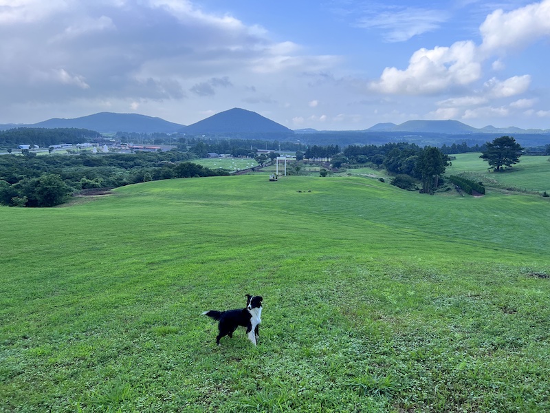There's a beautiful paddock behind Batti Cafe where they lead horse tours. It's also a great place for a border collie! 