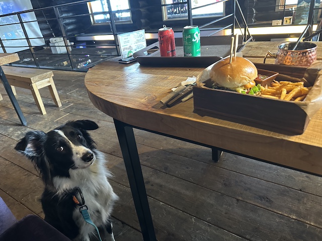 Dog Friendly doesn't mean you get to eat my lunch!