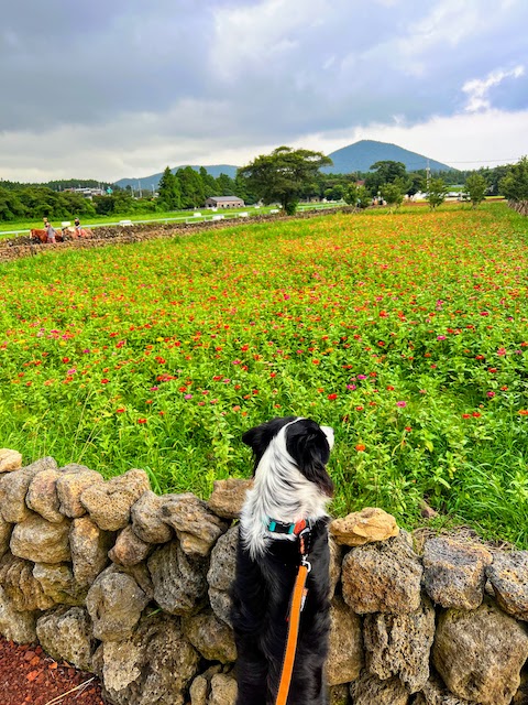 There is a lovely field of flowers behind Batti Cafe, Jeju.