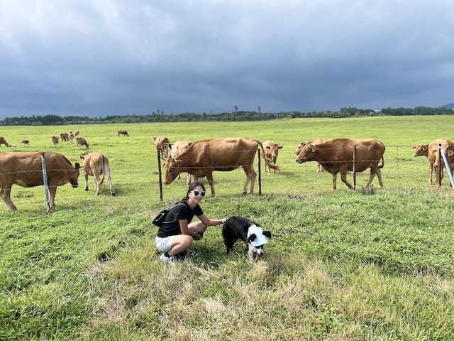 Storm rolling in behind the cattle at Sincheon Ranch, Jeju Island.