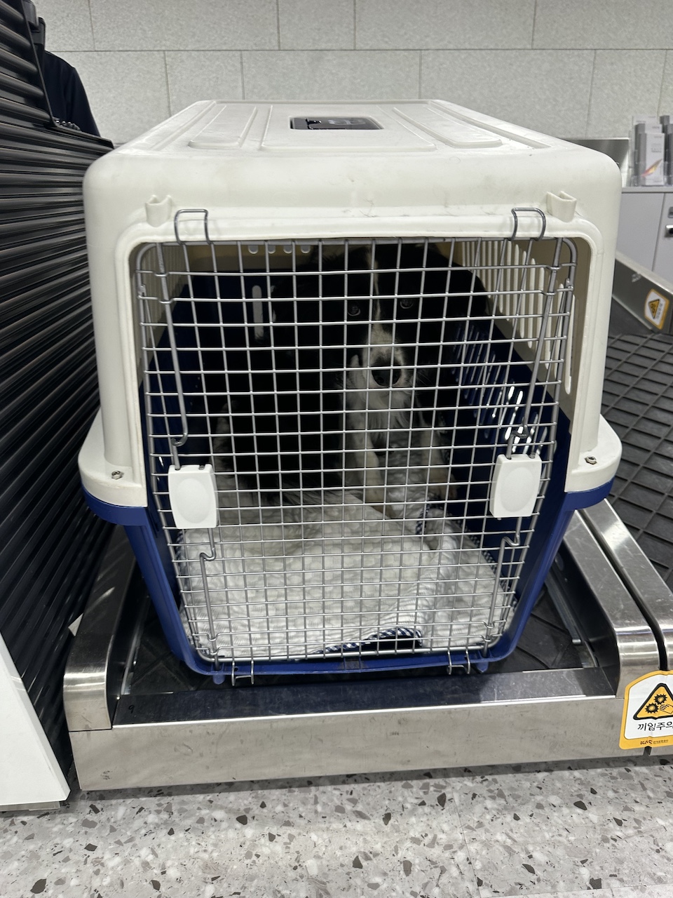 A Border Collie dog is safely secured inside a crate at an airport check-in counter, ready for a flight to Jeju Island.