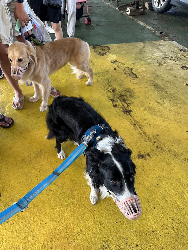 They don't need to wear them at all times, but your dog will need a muzzle to board the Jeju Ferry