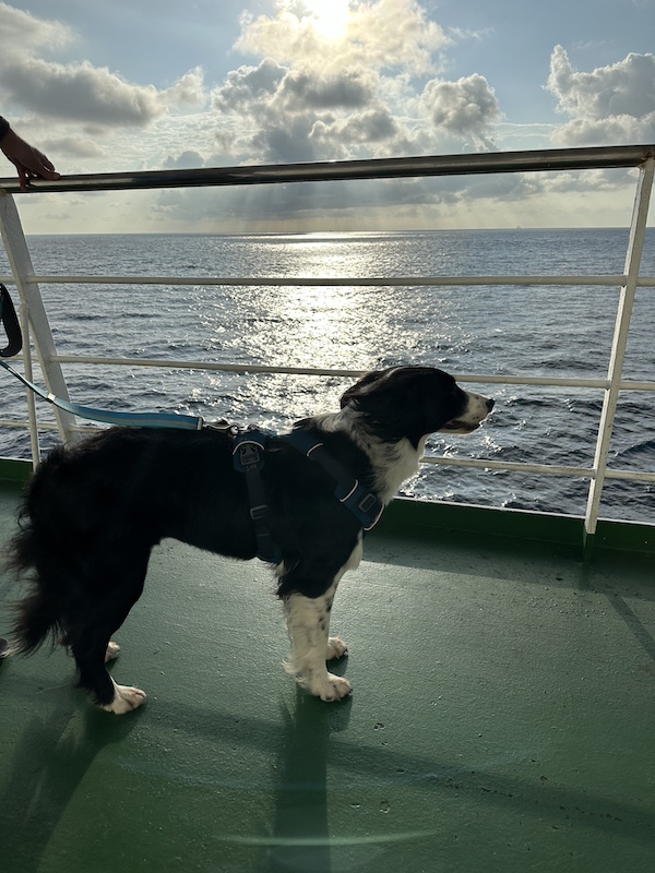 Our dog, Winnie, enjoys the sea air on the deck of our Jeju Island ferry