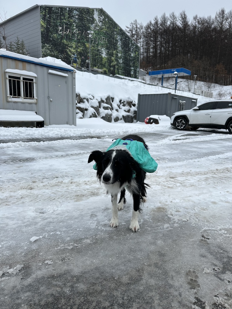 Border Collie in Ruffwear Front Range Dog Pack