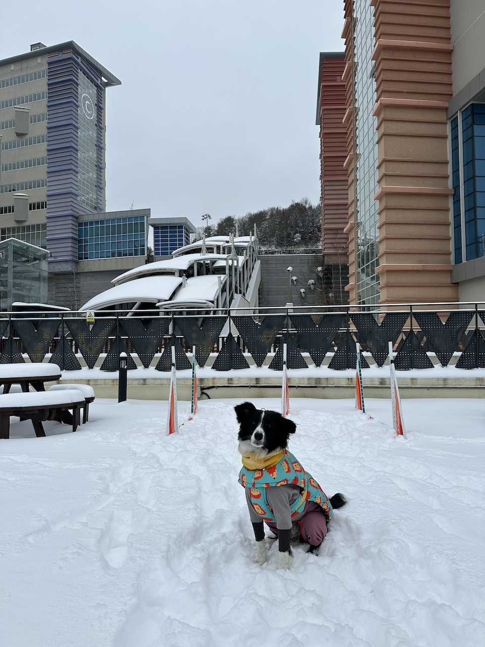 Winnie enjoys her own powder day at the High 1 Pet Club Sky Park