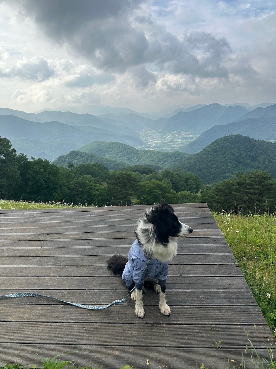 Our border collie enjoys the views at dog-friendly Sanneomi Ranch.