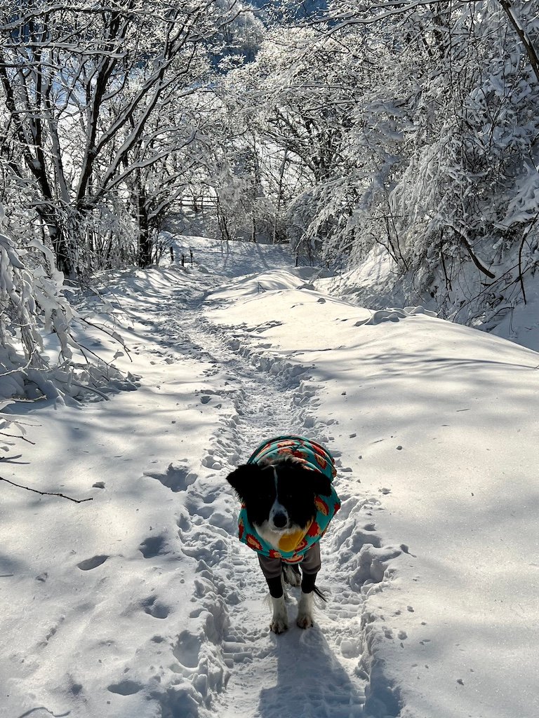 Dogs should be on leashes, especially near animals and people at Han Nuel Sky Ranch. 