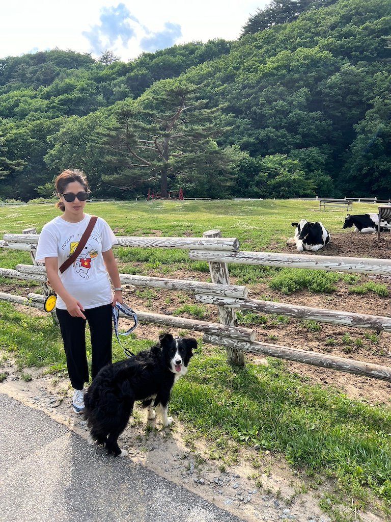 Cows seen along the trekking course at Han Neul Sky Ranch. 