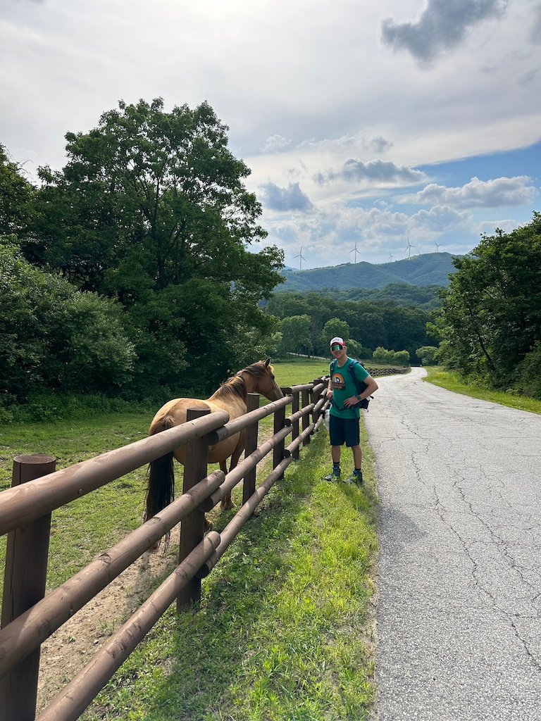 Horses seen along the trekking course at Han Neul Sky Ranch. 