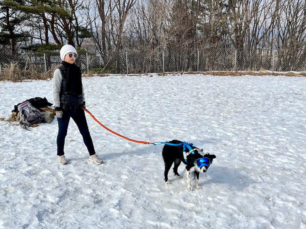 Inside the dog playground in winter at Pure Sheep Ranch