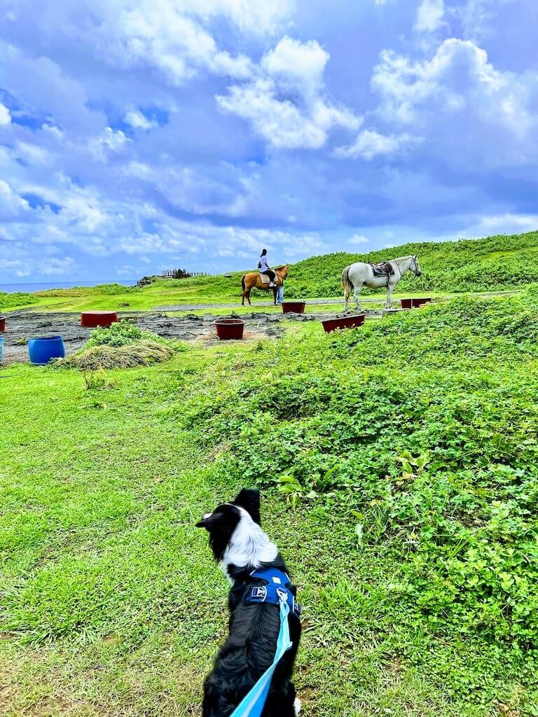 Horseback riding experience near Seongsan Ilchulbong on Jeju Island with coastal grass fields and ocean views